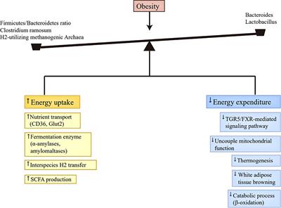 The critical role of gut microbiota in obesity